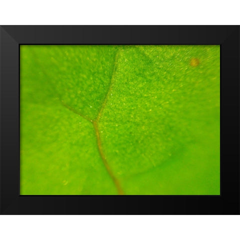 Green Leaf II Black Modern Wood Framed Art Print by Grayscale