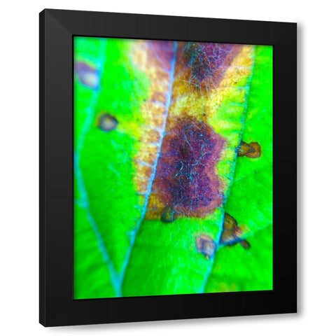 Green Leaf VII Black Modern Wood Framed Art Print by Grayscale