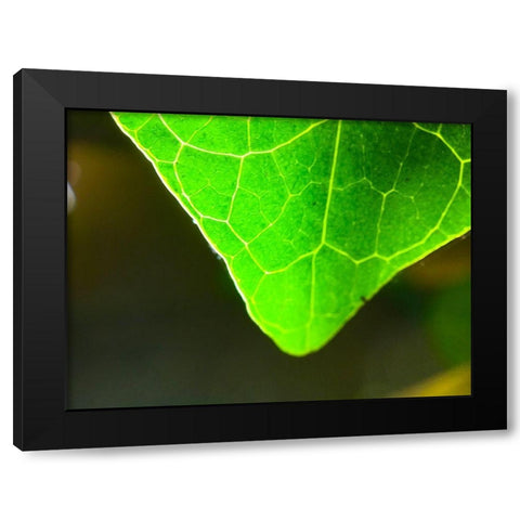 Green Leaf X Black Modern Wood Framed Art Print by Grayscale