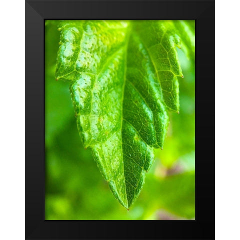 Green Leaf XI Black Modern Wood Framed Art Print by Grayscale