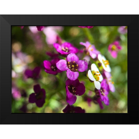Alyssum I Black Modern Wood Framed Art Print by Grayscale