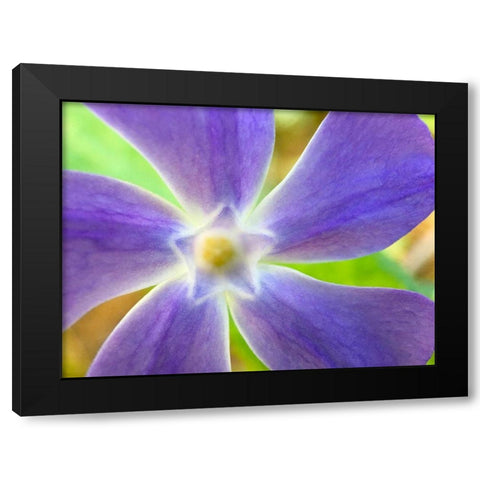 Star Flower I Black Modern Wood Framed Art Print by Grayscale