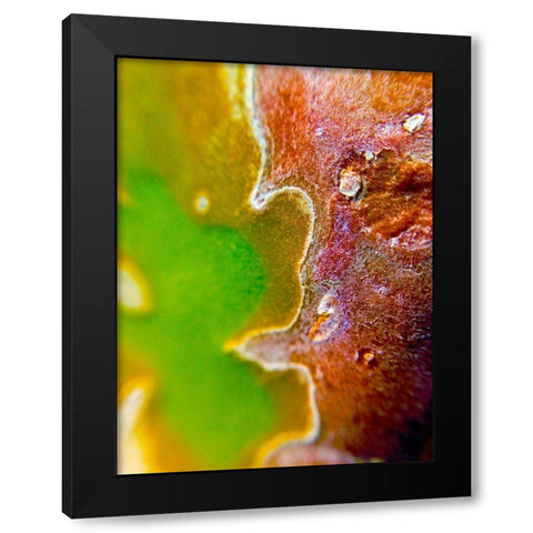 Cactus Edges II Black Modern Wood Framed Art Print with Double Matting by Grayscale