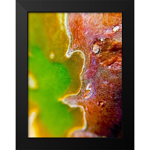 Cactus Edges II Black Modern Wood Framed Art Print by Grayscale