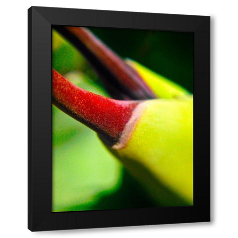 Cactus Spikes III Black Modern Wood Framed Art Print by Grayscale