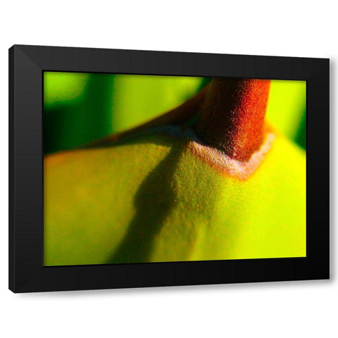 Cactus Spikes IV Black Modern Wood Framed Art Print with Double Matting by Grayscale