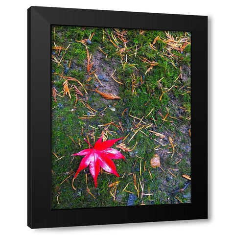 Japanese Maple III Black Modern Wood Framed Art Print by Grayscale