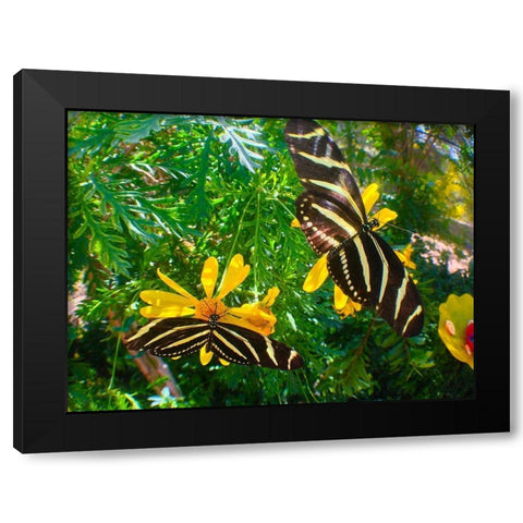 Butterflies I Black Modern Wood Framed Art Print with Double Matting by Grayscale