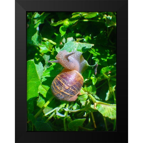 Snail Snack I Black Modern Wood Framed Art Print by Grayscale