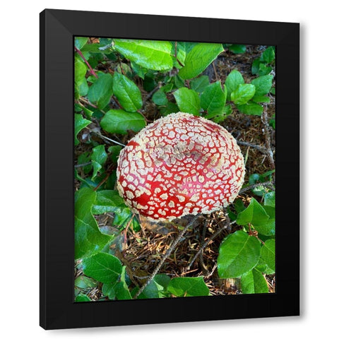 Red Mushroom I Black Modern Wood Framed Art Print by Grayscale