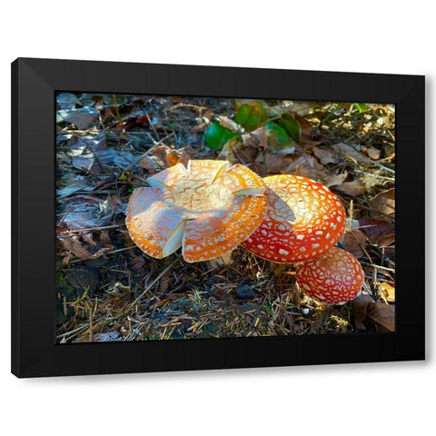 Red and Orange Mushrooms I Black Modern Wood Framed Art Print by Grayscale