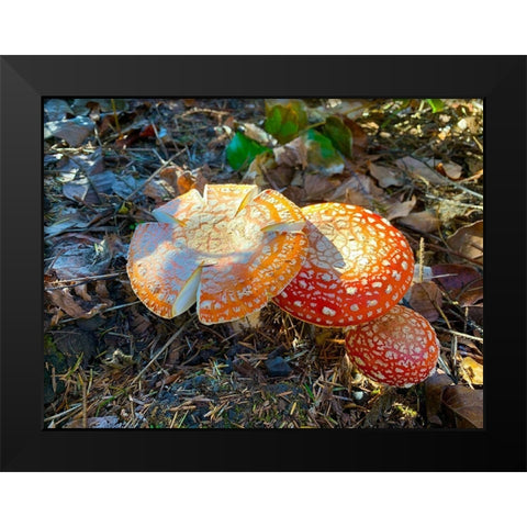 Red and Orange Mushrooms I Black Modern Wood Framed Art Print by Grayscale