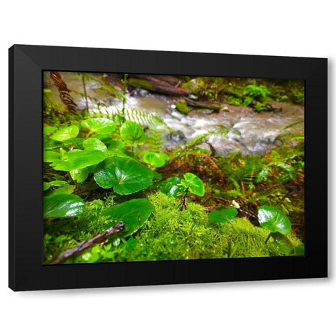 Smallest Redwood Black Modern Wood Framed Art Print by Grayscale