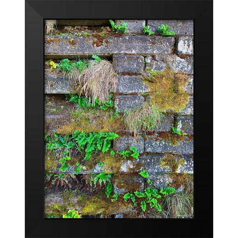Wall Garden III Black Modern Wood Framed Art Print by Grayscale
