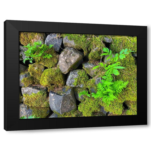 Wall Garden IV Black Modern Wood Framed Art Print by Grayscale