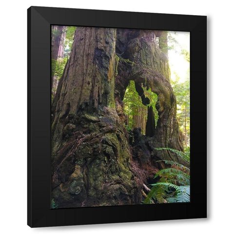 Redwood I Black Modern Wood Framed Art Print with Double Matting by Grayscale