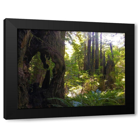 Redwood II Black Modern Wood Framed Art Print by Grayscale