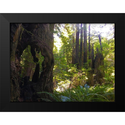 Redwood II Black Modern Wood Framed Art Print by Grayscale