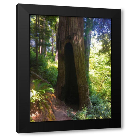 Redwood III Black Modern Wood Framed Art Print by Grayscale