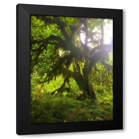 Rainforest I Black Modern Wood Framed Art Print by Grayscale