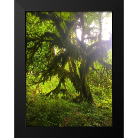 Rainforest I Black Modern Wood Framed Art Print by Grayscale