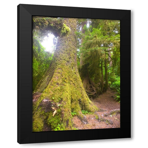 Rainforest II Black Modern Wood Framed Art Print by Grayscale