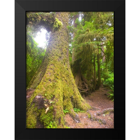 Rainforest II Black Modern Wood Framed Art Print by Grayscale