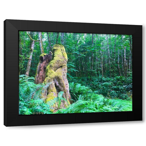 Rainforest III Black Modern Wood Framed Art Print by Grayscale