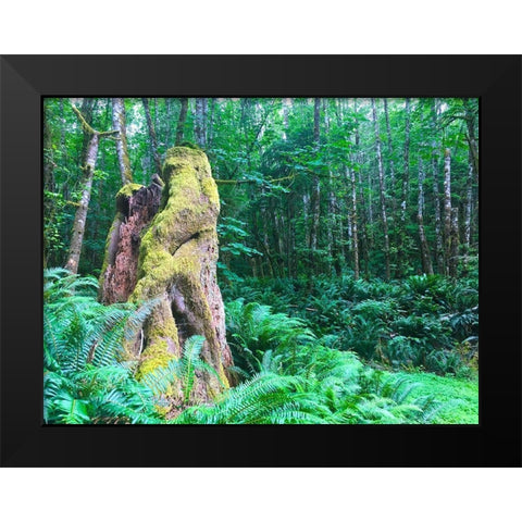 Rainforest III Black Modern Wood Framed Art Print by Grayscale