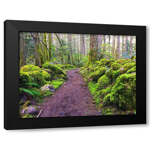 Forest Trail I Black Modern Wood Framed Art Print with Double Matting by Grayscale