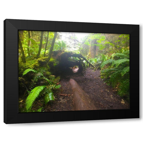 Forest Trail II Black Modern Wood Framed Art Print by Grayscale