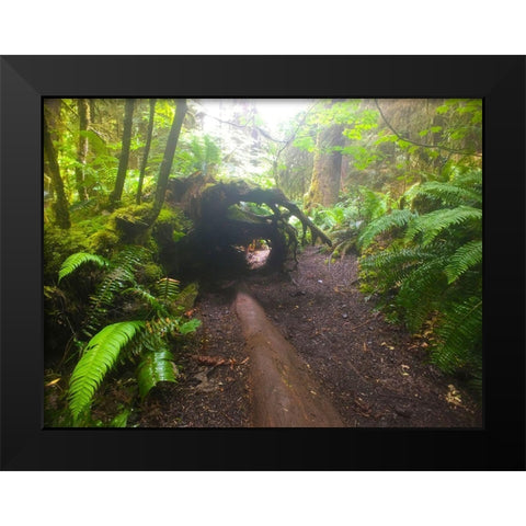 Forest Trail II Black Modern Wood Framed Art Print by Grayscale