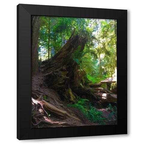 Forest Trail III Black Modern Wood Framed Art Print by Grayscale