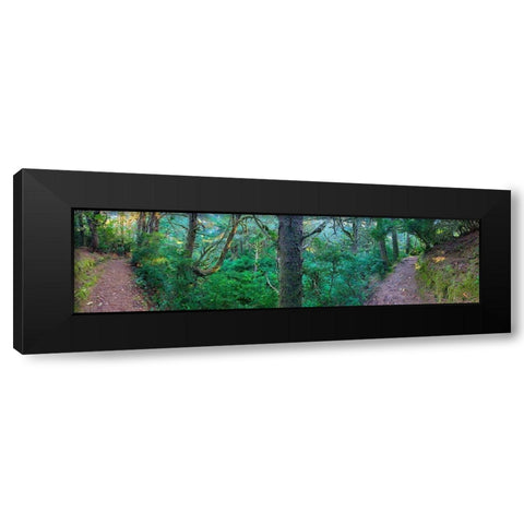 Forest Trail VI Black Modern Wood Framed Art Print by Grayscale