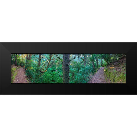 Forest Trail VI Black Modern Wood Framed Art Print by Grayscale