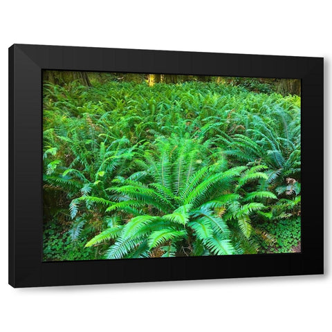 Forest Ferns I Black Modern Wood Framed Art Print with Double Matting by Grayscale
