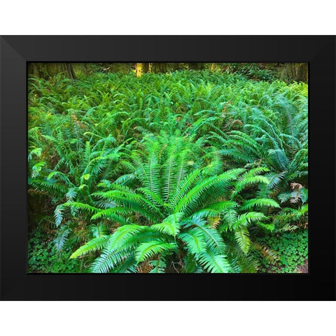 Forest Ferns I Black Modern Wood Framed Art Print by Grayscale