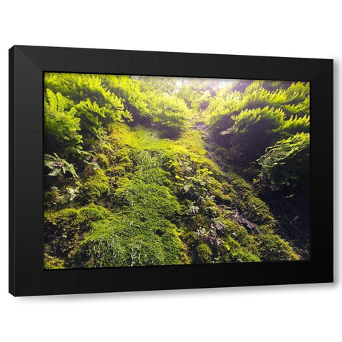Fern Valley I Black Modern Wood Framed Art Print by Grayscale