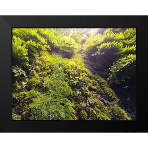 Fern Valley I Black Modern Wood Framed Art Print by Grayscale