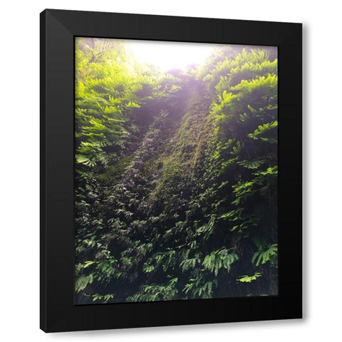 Fern Valley II Black Modern Wood Framed Art Print with Double Matting by Grayscale