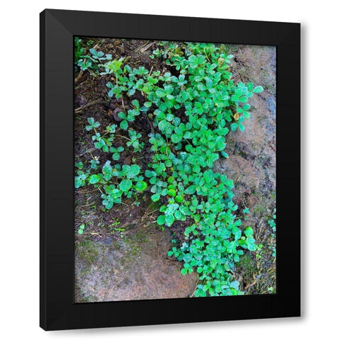 Ground Cover I Black Modern Wood Framed Art Print by Grayscale