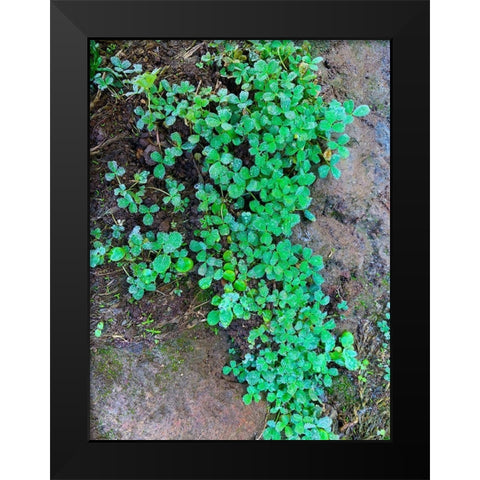 Ground Cover I Black Modern Wood Framed Art Print by Grayscale