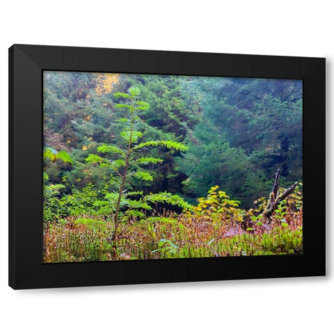 Smallest Redwood II Black Modern Wood Framed Art Print with Double Matting by Grayscale