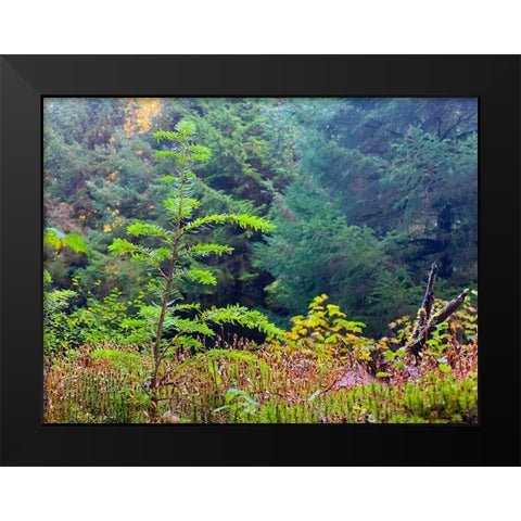 Smallest Redwood II Black Modern Wood Framed Art Print by Grayscale