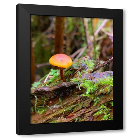 Tiny Mushroom I Black Modern Wood Framed Art Print with Double Matting by Grayscale