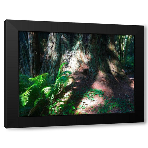 Redwood IV Black Modern Wood Framed Art Print by Grayscale