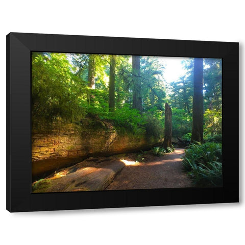 Redwood V Black Modern Wood Framed Art Print with Double Matting by Grayscale