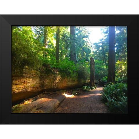 Redwood V Black Modern Wood Framed Art Print by Grayscale