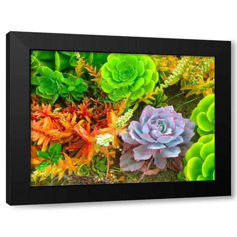 Succulent Garden I Black Modern Wood Framed Art Print with Double Matting by Grayscale