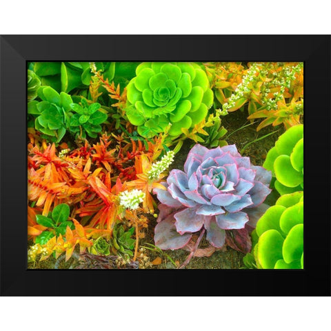 Succulent Garden I Black Modern Wood Framed Art Print by Grayscale